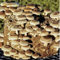 Pot Seed Shiitake 370 Mushrooms (Lentinula edodes) Mycelium Spores front dried seeds (10g):SEEDS