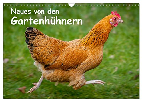 Neues von den Gartenhühnern (Wandkalender 2026 DIN A3 quer), CALVENDO Monatskalender: Momentaufnahmen aus dem Leben glücklicher Hühner (CALVENDO Tiere)