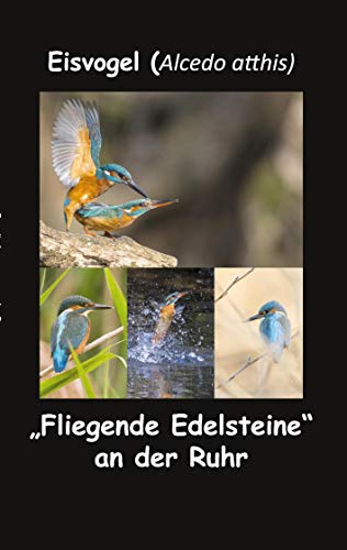 Eisvogel (Alcedo atthis): Fliegende Edelsteine an der Ruhr