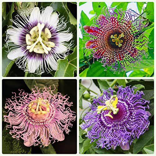 Mischen Passionsblume Pflanze 150 Blumensamen Kletterpflanzen Winterhart FrüHlingsblumen Balkonpflanzen Exotische FrüChte Bodendecker Samen Winterhart