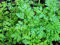 Aachondra New Fresh 100pcs Semillas de plantas de perifollo Grern