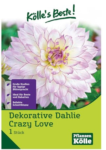 Kölles Beste Dahlie 'Crazy Love', weiß/rosa, 1 Blumenknolle