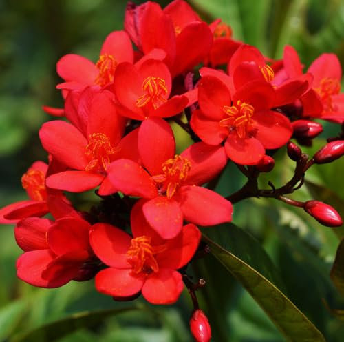 100 graines de fleurs de jatropha rouges fraîches et neuves
