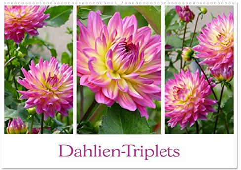 Dahlien-Triplets (Wandkalender 2026 DIN A2 quer), CALVENDO Monatskalender: Auf jeder Kalenderseite: Dahlien im Dreierpack (CALVENDO Natur)