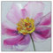 Quadro Moderno - Dipinto A Mano Su Tela Pittorica - Canvas Intelaiato - Misura 40 x 40 cm (Peony1)