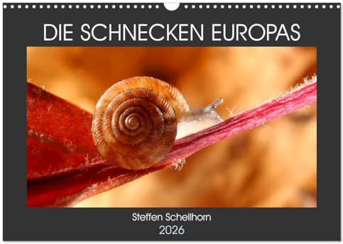 DIE SCHNECKEN EUROPAS (Wandkalender 2026 DIN A3 quer), CALVENDO Monatskalender: Der Vielfältigkeit der Schnecken in Europa auf der Spur (CALVENDO Tiere)
