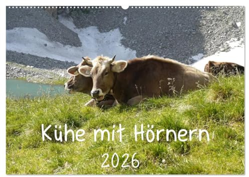 Kühe mit Hörnern (Wandkalender 2026 DIN A2 quer), CALVENDO Monatskalender: Kühe mit Hörnern auf der Weide und bei der Arbeit (CALVENDO Tiere)