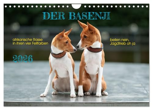 Der Basenji (Wandkalender 2026 DIN A4 quer), CALVENDO Monatskalender: Der Basenji in seiner Farbvielfalt (CALVENDO Tiere)