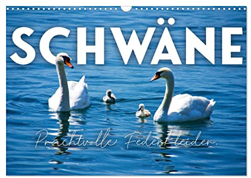 Schwäne - Prachtvolle Federkleider. (Wandkalender 2026 DIN A3 quer), CALVENDO Monatskalender: Symbol für Liebe und Reinheit. (CALVENDO Tiere)