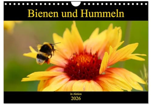 Bienen und Hummeln in Aktion (Wandkalender 2026 DIN A4 quer), CALVENDO Monatskalender: Bienen & Hummeln - Flugkunst im Fokus! (CALVENDO Natur)