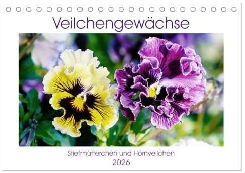 Veilchengewächse - Stiefmütterchen und Hornveilchen (Tischkalender 2026 DIN A5 quer), CALVENDO Monatskalender: Fröhlich bunte Blütenporträts (CALVENDO Natur)