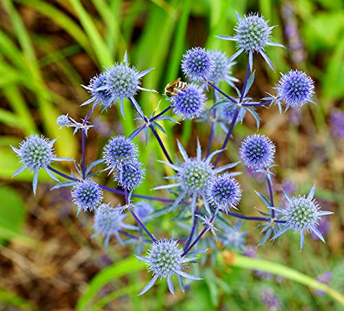 Blaue Edeldistel - Eryngium planum - 200 Samen