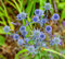 Blaue Edeldistel - Eryngium planum - 200 Samen