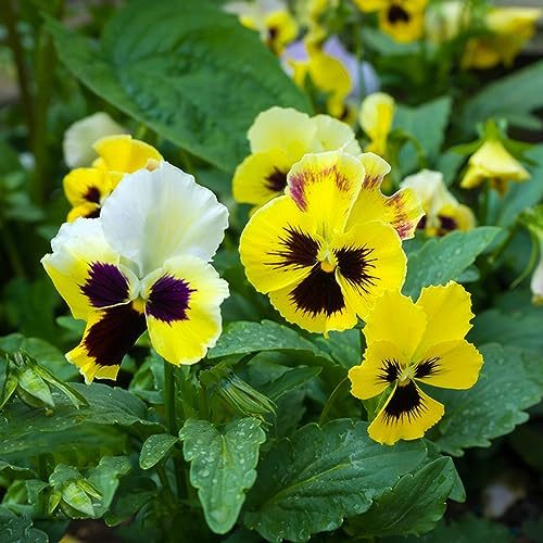 100 Pcs Stiefmütterchen Samen, Stiefmütterchen Pflanzen Winterharte Pflanzen Für Garten (Viola Tricolor) Wildblumensamen Mehrjährig Winterhart Blumensamen Gastgeschenk, Balkonpflanzen