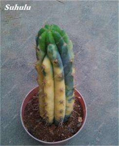 100 Pz gigante lungo Cactus Semi Succulente universale Portinnesto Mixed Cactus Seed Bonsai vegetali di alta qualità a Garden Fresh Air 5