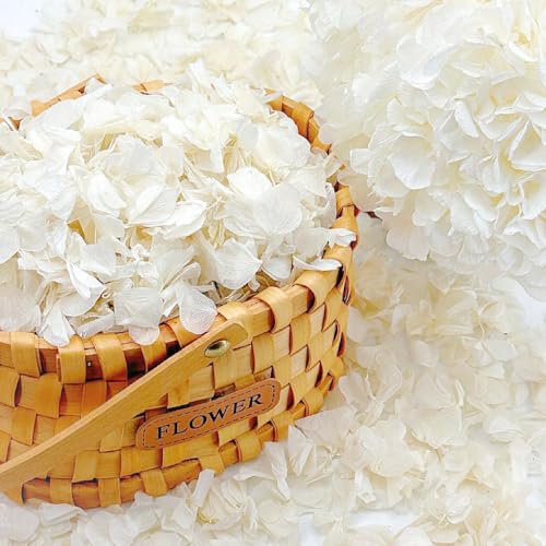 1250+ echte getrocknete elfenbeinfarbene weiße Hortensienblüten – 25 g konservierte natürliche Blütenblätter für Hochzeitsdekoration, Party-Konfetti, Tafelaufsätze, Handarbeit