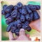 Raíces de uva, especialistas en plantación, vid de uva de dedo rara, ideal para plantar en otoño, requiere mantenimiento mínimo, 2 bombillas-E