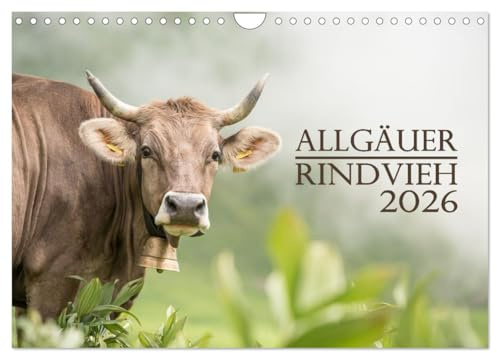 Allgäuer Rindvieh 2026 (Wandkalender 2026 DIN A4 quer), CALVENDO Monatskalender: Ein Kalender für alle Allgäu- und Kuhliebhaber. (CALVENDO Tiere)