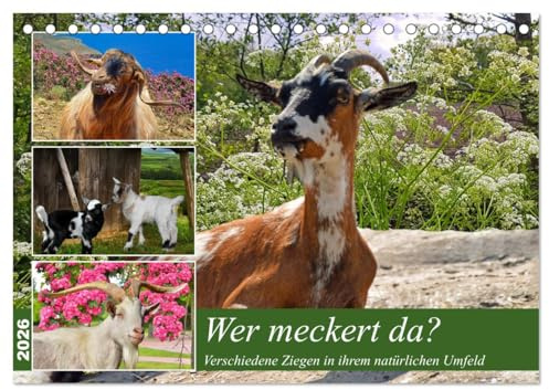 Wer meckert da? (Tischkalender 2026 DIN A5 quer), CALVENDO Monatskalender: Verschiedene Ziegen in ihrem natürlichen Umfeld (CALVENDO Tiere)