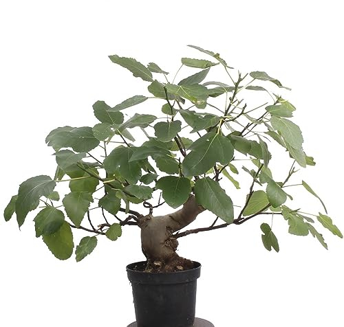 Bonsai - Ficus carica, echte Feige, Feigenbaum 209/80