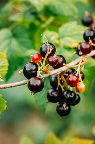 Pianta di Ribes Albero di Ribes Età 2 anni Pianta da frutto di Ribes in vaso Pianta vera di Ribes venduta da eGarden.store (Nero)