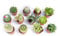 Italy Green Life - Mix di 12 Succulente Senza Spine e Cactus Veri, Diametro Vaso 5,5cm | Mini Piante da Interno ed Esterno | Piante Resistenti per Scrivania, Casa e Ufficio | Regali Ecosostenibili