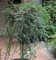 Hochstamm Zwergmispel Coral Beauty 80-100cm - Cotoneaster dammeri