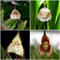 50 pcs affen orchidee pflanze kaufen samen, blumen, hochbeet affengesicht orchidee, Dracula simia, schnellwachsende kletterpflanzen, samen winterhart blumen balkon, bonsai samen blumen