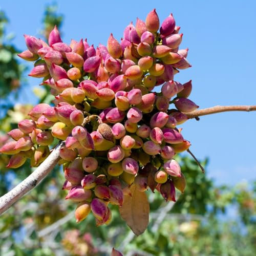 Pistazienbaum Winterhart Samen, baumsamen kaufen Pistazien Samen, Pistacia vera, immergrüne pflanzen winterhart pflanzen für sonnige plätze stauden winterhart mehrjährig bonsai samen 30pcs