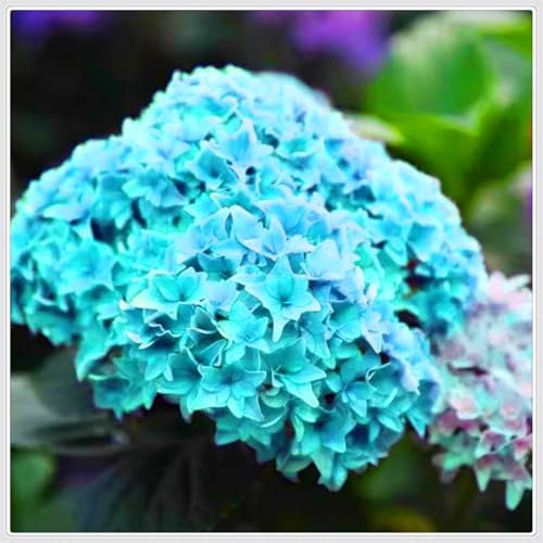 Seltene Hortensie, wunderschöne Farben, hohe Qualität, winterharte mehrjährige Zwiebelblumen, Gartendekoration, Schnittblumen für die Vase-1 zwiebel-G