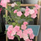 phlox bodendecker samen - alte sorten saatgut bio samen balkon steingarten pflanzen pflanzen samen balkon garten hochbeet stauden winterhart wildblumenwiese saatgut mehrjährig pflanzen 100pcs