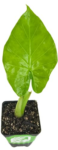 Calidora Elephant Ear (Persian Palm) - Alocasia by Wellspring Gardens - Ribbed Foliage Starter Plant - House Plant Collection for Indoor and Outdoor Decor - Perfect for Landscaping Your Garden