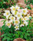 3 x Helleborus niger Advent Star (Winterhart/Stauden) Christrosen/Christrose/Schneerose Weiß - Winterblüher - Absolut winterhart und blüht sehr ausdauernd/Sie bringt Farbe in den Winter