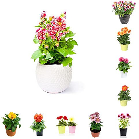 Dahlien Knollen 8 Mischen Blumenzwiebeln FrüHblüHer Winterhart Dahlien Zwiebel Gartenpflanzen Winterhart MehrjäHrig FrüHblüHer Zwiebeln Dahlien Zimmerpflanzen