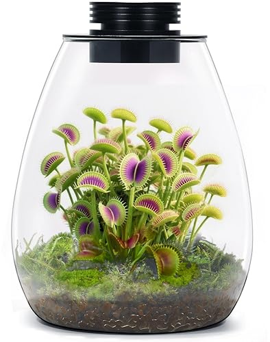 Tisch-Terrarium aus Glas mit Wachstumslicht (H: 19,8 cm, T: 17 cm), für Sukkulenten, Moos, Miniaturgartenlandschaft, Betta-Fischtank, Zimmerpflanzenwachstum, Büro, Heimdekoration, Pflanzenliebhaber,
