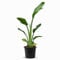 Tropictrees Strelitzia Reginae |Zimmerpflanze pflegeleicht | Exotische Eleganz mit bemerkenswerten Blüten und pflegeleichter Pracht | Strelizienpflanze echt 80-100cm