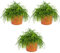 Rhipsalis baccifera 'Oasis' | Korallenkaktus pro 3 Stück - Zimmerpflanze im Anzuchttopf ⌀10,5 cm - 10-15 cm