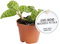 Exotenherz - Juwelorchidee - Macodes petola Emerald - Mini-Erdorchidee mit ausgefallenen Blättern - 6cm Topf