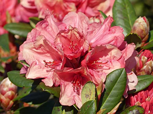 Großblumige Alpenrose Amaretto - Rhododendron hybride Amaretto