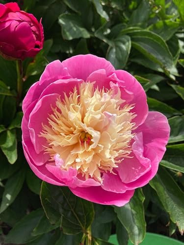 Peony Pink 'Bowl of Beauty' - 1 Budding Root -