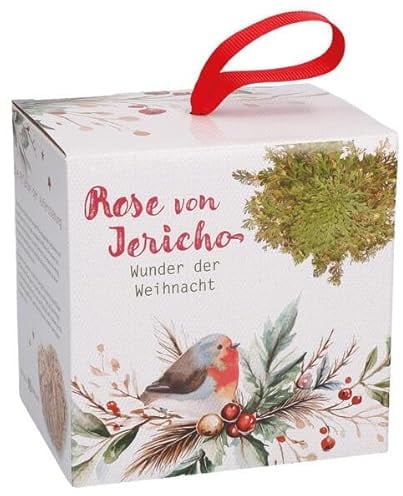 Butzon & Bercker Rose von Jericho – Wunder der Weihnacht, Auferstehungspflanze im Glas mit Holzdeckel, ca. Ø 9 cm, dekorative Geschenkidee mit ... zur Weihnachtszeit: Rose von Jericho