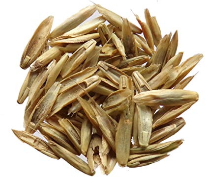 Ray Grass Italian 40 grams – lolium multiflorum – Italian Ryegrass Green manure) – Green (Fertiliser –