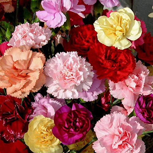 100 Carnation Dwarf Fragrance Mix Seeds (Mixed Colours) - Perennial Seeds