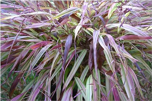 Stauden Gänge 5 x Hakonechloa macra 'Naomi' im 1 Liter Topf (Ziergras/Gräser/Staude/Winterhart/Bodendecker/Mehrjährig) Japanisches Berggras - Von sonnigem Gold zu leuchtendem Rot