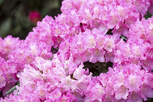 Rhododendron yak. 'Kalinka' 30-40 cm - Rhododendron, rosa Blüten, Blütezeit Mai-Juni, ideal für Halbschatten, immergrün, winterhart