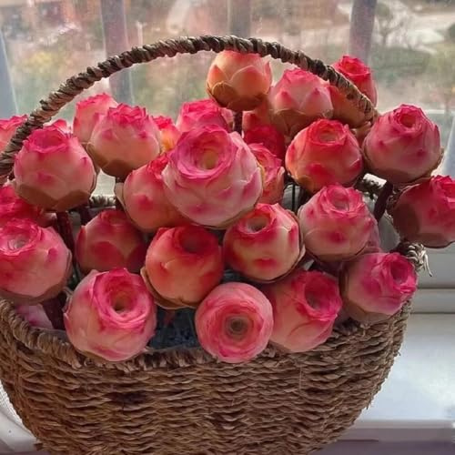 Echte Mountain Rose Sukkulenten-Setzlinge | Winterhart & Mehrjährig, Schnelles Wachstum – Ideal für Staudengärten