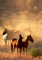 XXL Poster 100 x 70cm (S807) peaceful gathering, Pferde (Lieferung gerollt!)