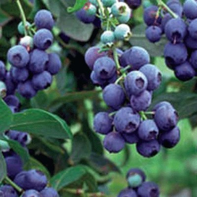 Vaccinium corymbosum Blueberry 'Northland' 15cm Pot Size