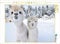 CALVENDO Puzzle Alpakas Schneegestöber 1000 Teile Puzzle quer | Lege-Größe cm Foto-Puzzle für glückliche Stunden
