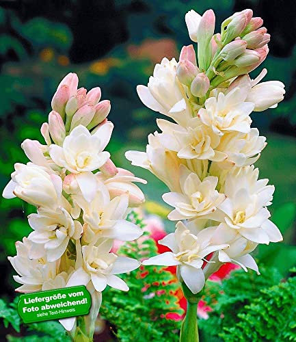 BALDUR Garten Duft-Tuberose The Pearl, 3 Knollen Polianthes tuberosa